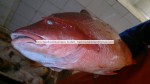 fresh red snapper wholesale