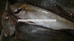 fresh corvina fish