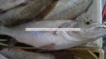 Big Size Corvina Fish Exporter