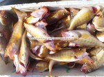 Senegal chilled seafoods