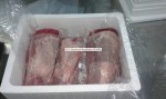 Fresh ,Chilled YF Tuna from EU Approved Processing Plant in Maldives