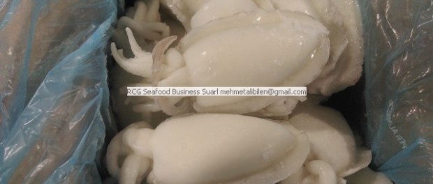 frozen cuttlefish - senegal