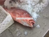 red snapper from Senegal