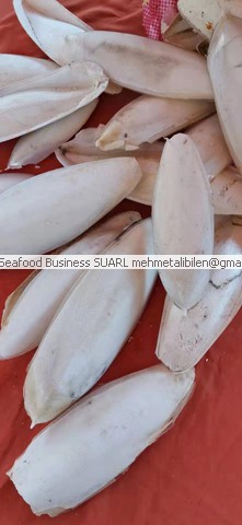 Senegal cuttlefish bones
